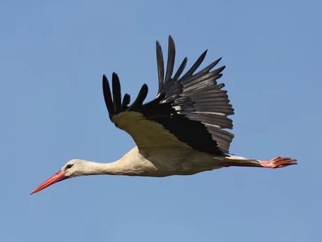 Наши «африканцы» уже в пути: когда прилетят аисты и кто первым занимает гнездо