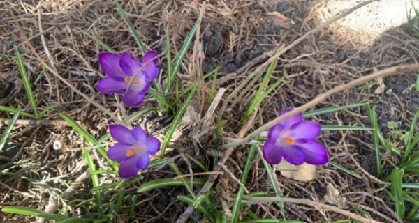 1 марта в Украину придет весна – в течение дня ожидается +10+13 градусов