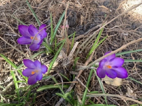 1 березня до України прийде весна - впродовж дня очікується +10...+13 градусів