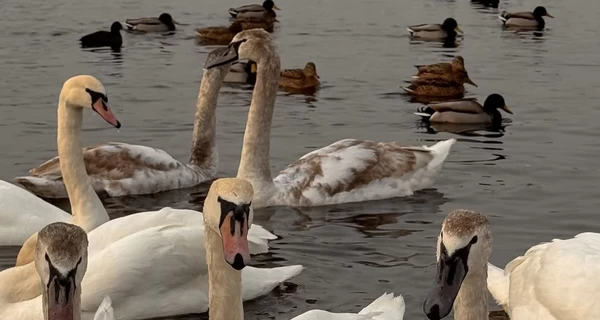 В Киеве стая лебедей заполонила набережную Оболони