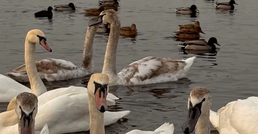 У Києві зграя лебедів заполонила набережну Оболоні