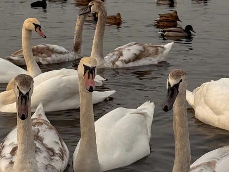 У Києві зграя лебедів заполонила набережну Оболоні