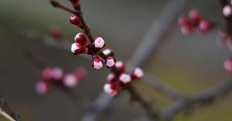 В Україну йде потепління, 1 березня синоптики очікують до +13