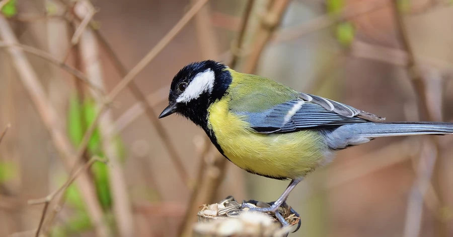 В Україні 2 березня по всій країні буде тепло, в деяких областях до +13