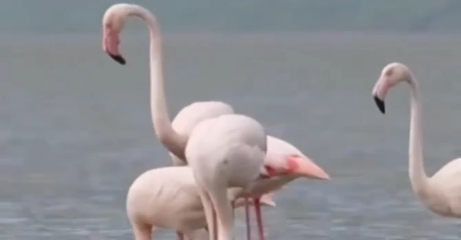 Розовые фламинго вновь вернулись на 