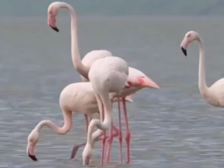 Рожеві фламінго знову повернулися до 