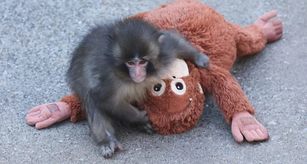 У мережі пишуть, що Панча збираються розлучити з його іграшкою: чи це правда