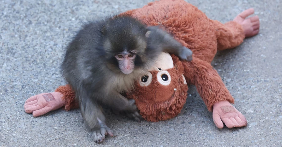 У мережі пишуть, що Панча збираються розлучити з його іграшкою: чи це правда