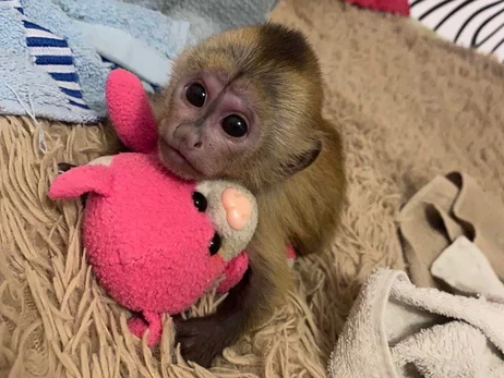 Как поживает луцкий Панч: история спасения маленького капуцина