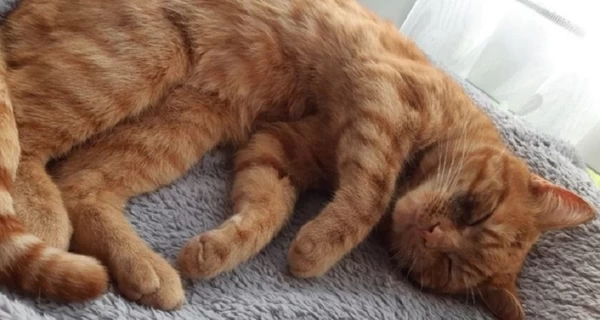 В Швеции запрещено оставлять одним на весь день кота