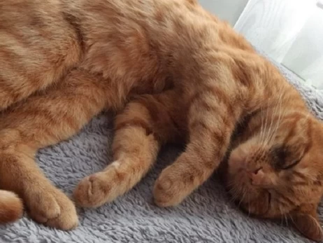 В Швеции запрещено оставлять одним на весь день кота