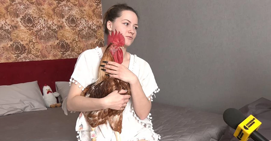 Спить на подушці і кукурікає о 8-й ранку: як живе квартирний півень Ципа з Житомира