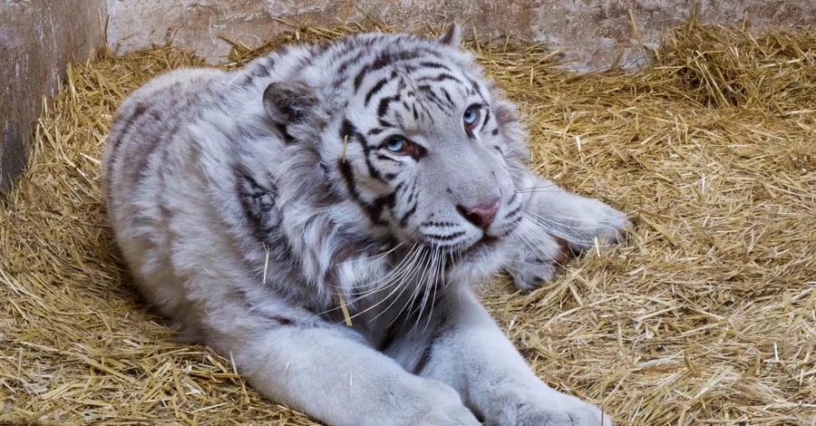 Врятований на Харківщині білий тигр Алекс знайшов новий дім у Британії
