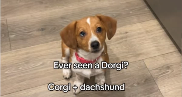 Метис такси й коргі підкорив серця мільйонів користувачів TikTok