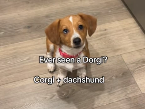 Метис такси й коргі підкорив серця мільйонів користувачів TikTok