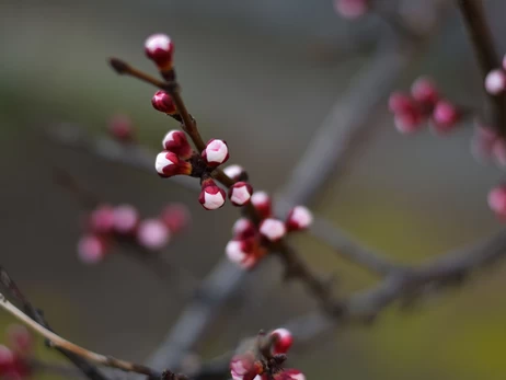 В Украине с 9 марта ожидается резкое потепление, в некоторых областях до +18