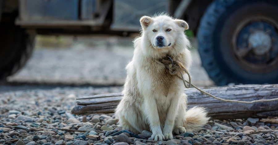 Волю собакам: чому в Україні забороняють ланцюги, а у Швеції не можна залишати собаку одну вдома