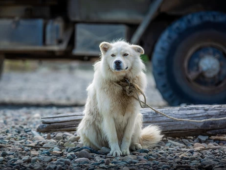 Свободу собакам: почему в Украине запрещают цепи, а в Швеции нельзя оставлять собаку одну дома