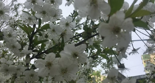 Погода в Украине 11 марта - днем ​​до 17 градусов тепла, ночью - до 2 мороза