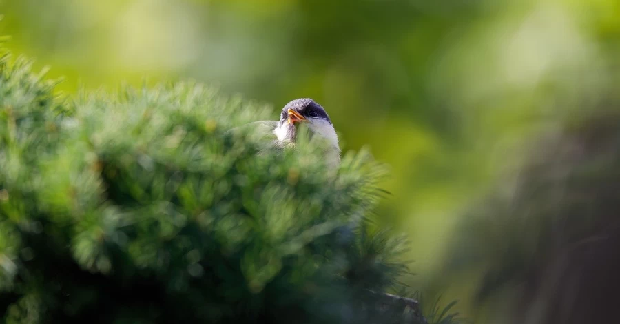 Погода 12 марта – новый антициклон накрывает Украину и несет аномальное тепло
