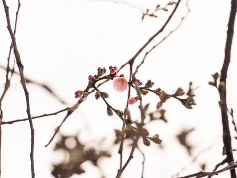 В Мукачево расцвела 