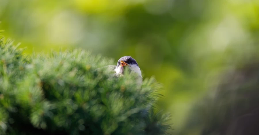 15 марта – какой сегодня церковный праздник, что сегодня нельзя делать, обычаи и традиции