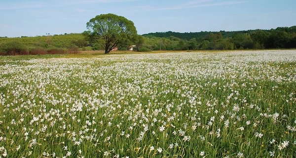 От крокусов до нарциссов: куда ехать любоваться первыми весенними цветами
