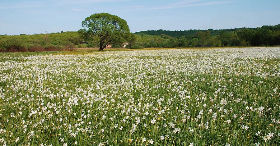 От крокусов до нарциссов: куда ехать любоваться первыми весенними цветами