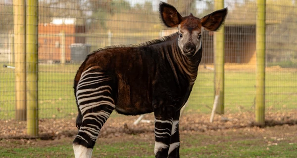 В английском зоопарке впервые показали малыша окапи Нео - смесь коня, жирафа и зебры