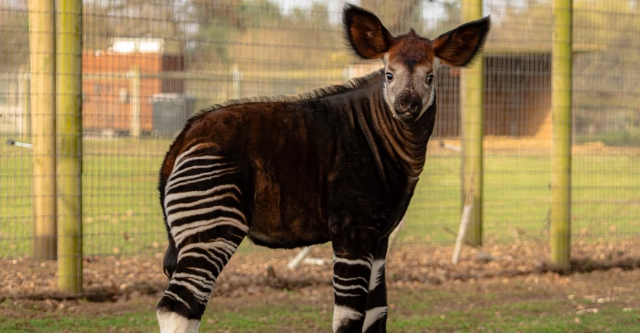 В англійському зоопарку вперше показали малюка окапі Нео - помісь коня, жирафа та зебри