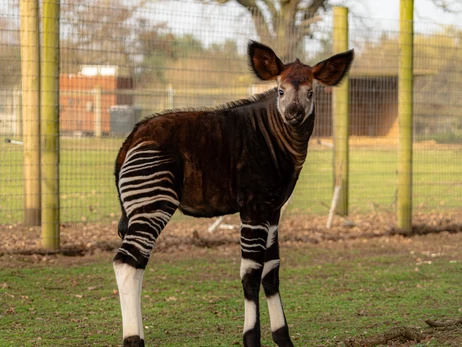 В англійському зоопарку вперше показали малюка окапі Нео - помісь коня, жирафа та зебри