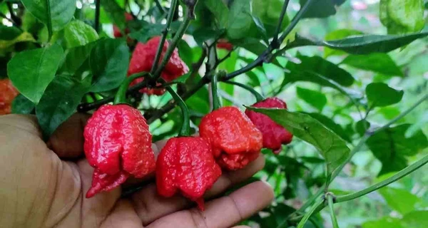 Перці в обмін на евакуацію: як українці допомогли родині зі Слов’янська зібрати гроші на переїзд