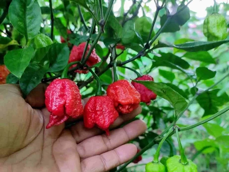 Перці в обмін на евакуацію: як українці допомогли родині зі Слов’янська зібрати гроші на переїзд