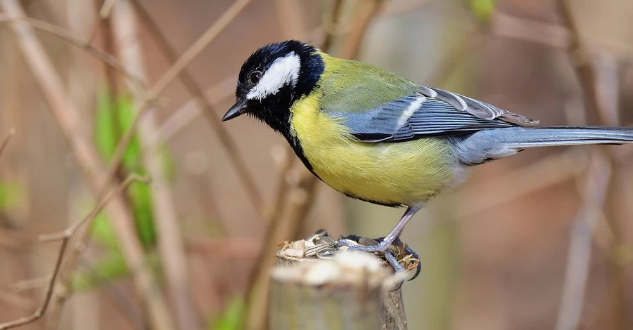 16 березня - яке сьогодні свято, яке церковне свято, традиції та прикмети, що сьогодні не можна робити