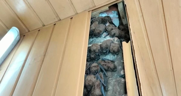 У Харкові врятували понад 900 кажанів, які роками зимували в обшивці балкона 