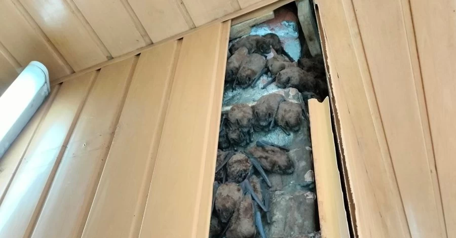 У Харкові врятували понад 900 кажанів, які роками зимували в обшивці балкона 
