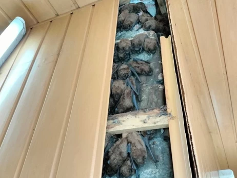 В Харькове спасли более 900 летучих мышей, которые годами зимовали в обшивке балкона 