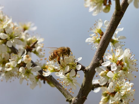 13 березня - яке сьогодні свято, традиції, пркимети цього дня, що сьогодні не можна робити, все про цей день