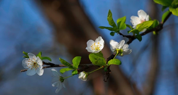 В Україну 15 березня прийде похолодання, у всі області увірветься штормовий вітер