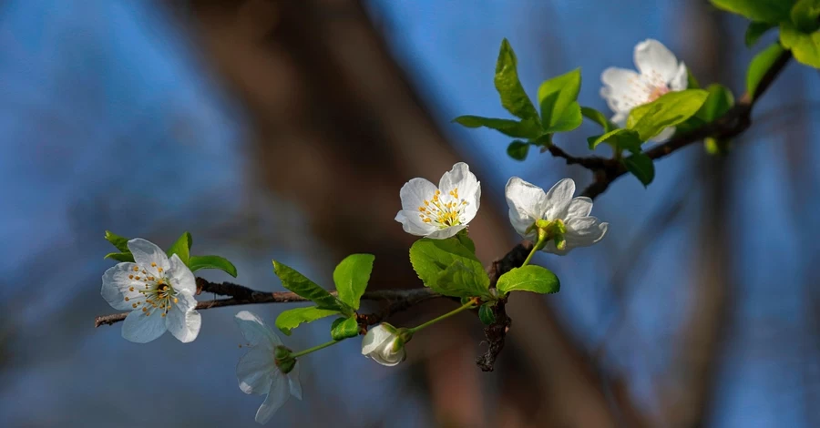 В Україну 15 березня прийде похолодання, у всі області увірветься штормовий вітер