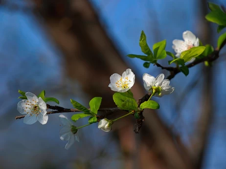 В Украину 15 марта придет похолодание, во все области ворвется штормовой ветер