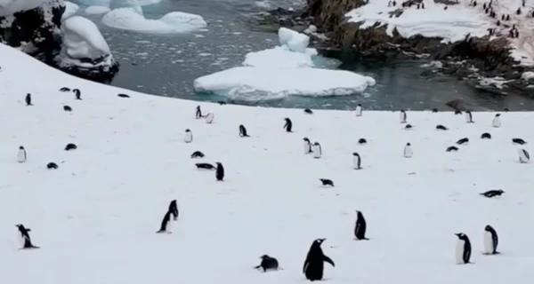 Украинские полярники показали, как считают колонии пингвинов  