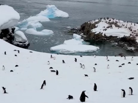 Українські полярники показали, як рахують колонії пінгвінів  