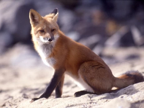 В Україні вимагають назавжди заборонити полювання - з'явилась відповідна петиція