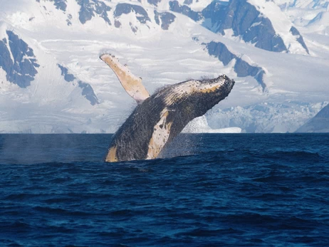 Горбатий кит влаштував 