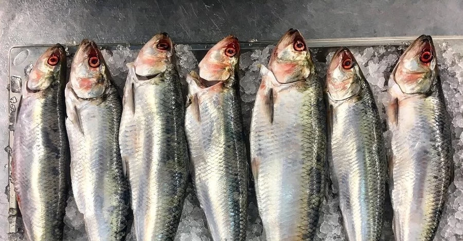 Рибалки з Вилкового: 