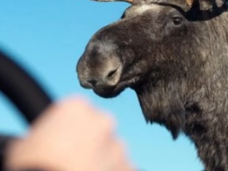 Во Львовской области водитель насмерть сбил краснокнижного лося