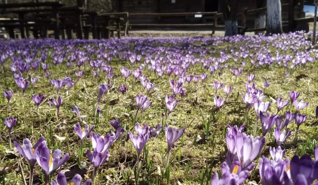 У Колочаві на Закарпатті розквітли шафрани Гейфеля (крокуси)