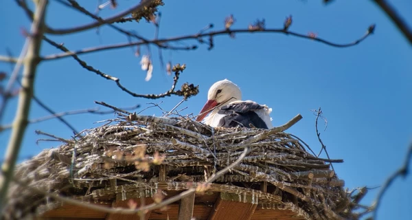 19 марта - какой церковный праздник, что сегодня нельзя делать, все об этом дне в истории