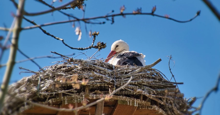 19 березня - яке церковне свято, що сьогодні не можна робити, все про цей день в історії